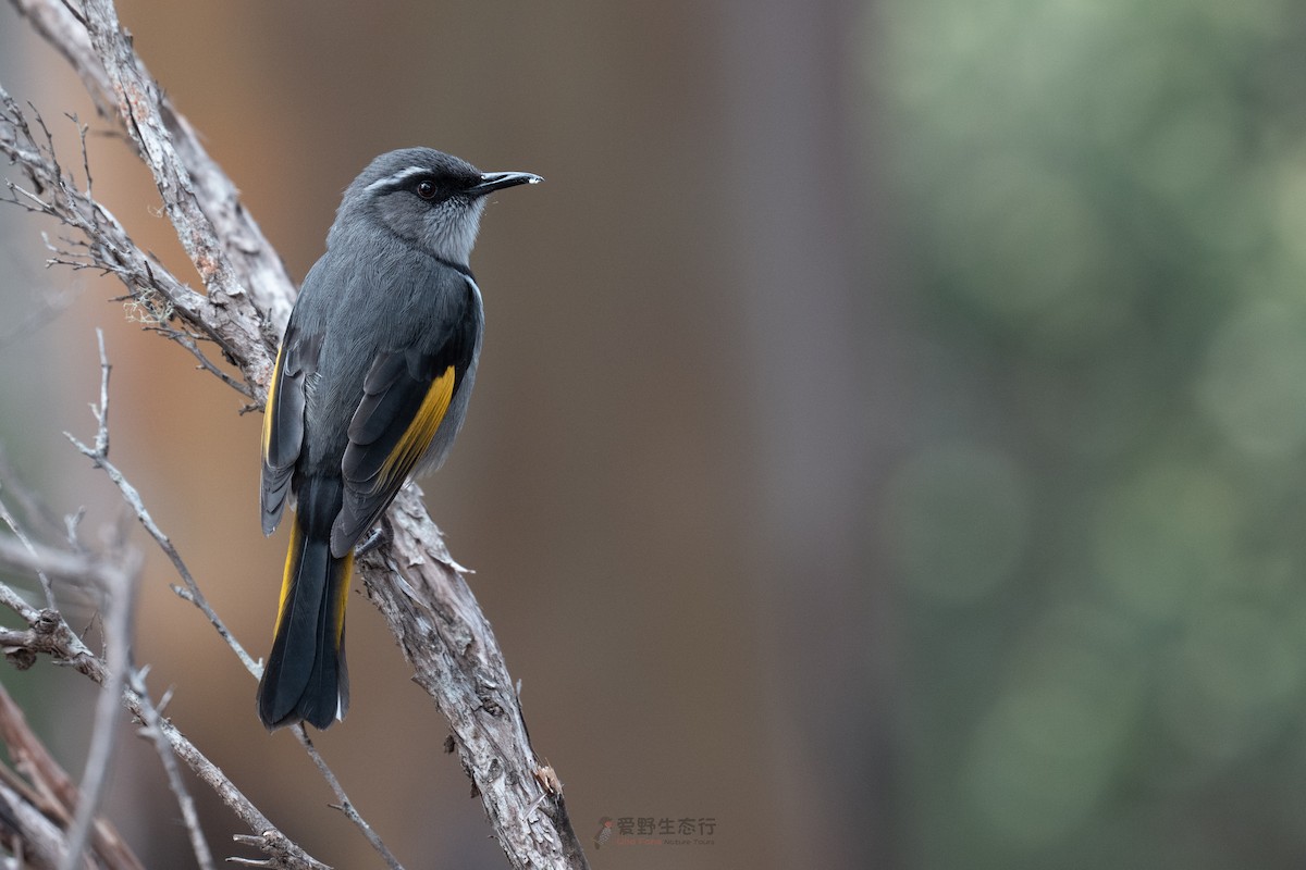 Crescent Honeyeater - ML644577312