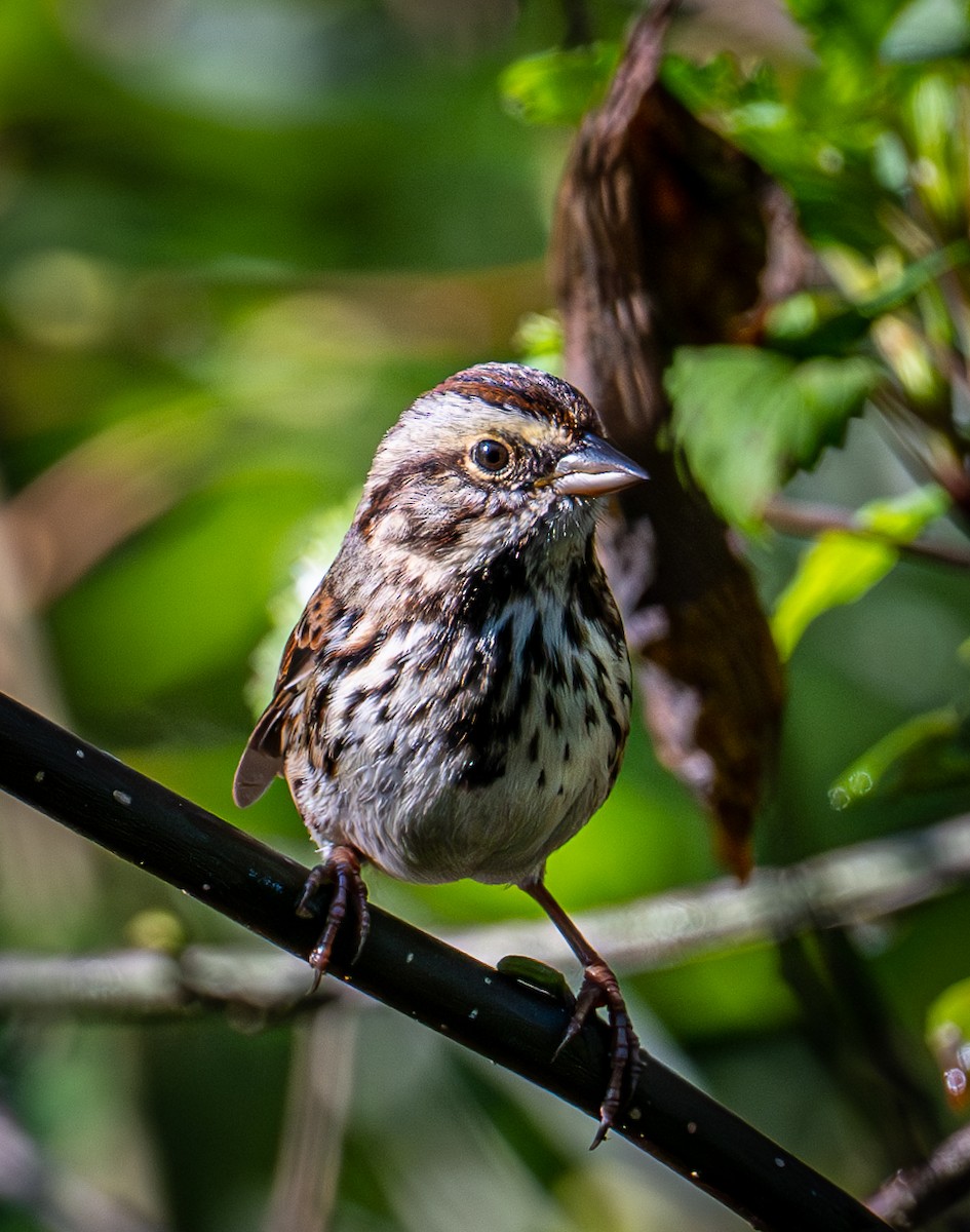 Bruant chanteur - ML644577313