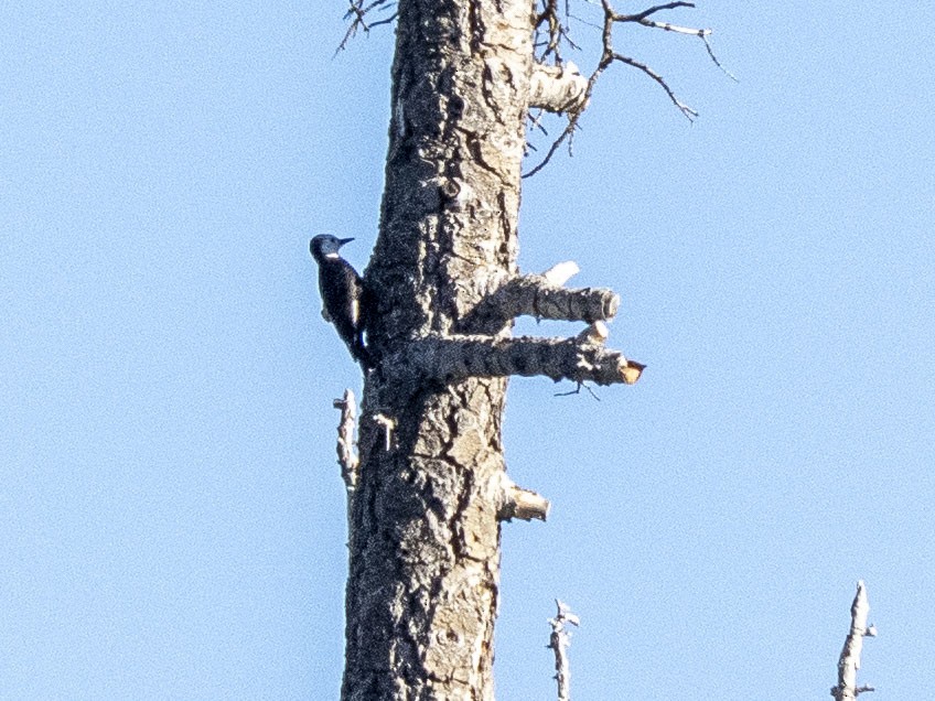 White-headed Woodpecker - ML644577314