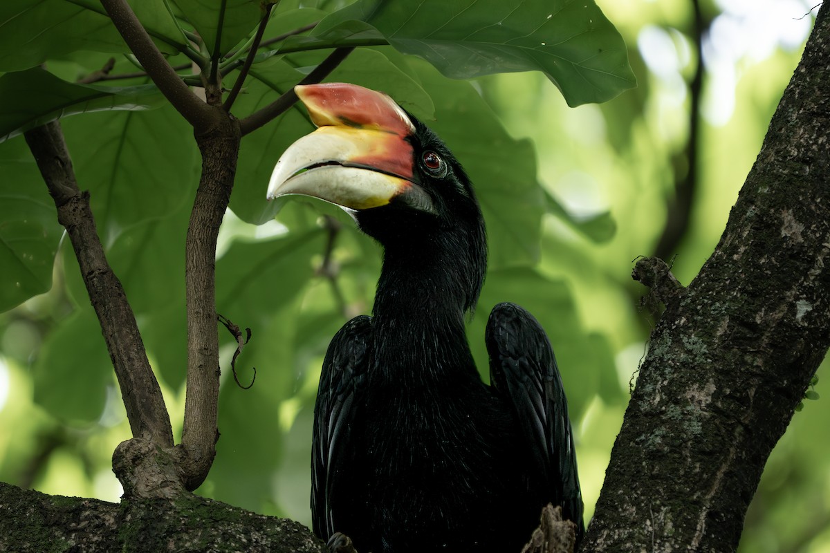 neshornfugl - ML644577315