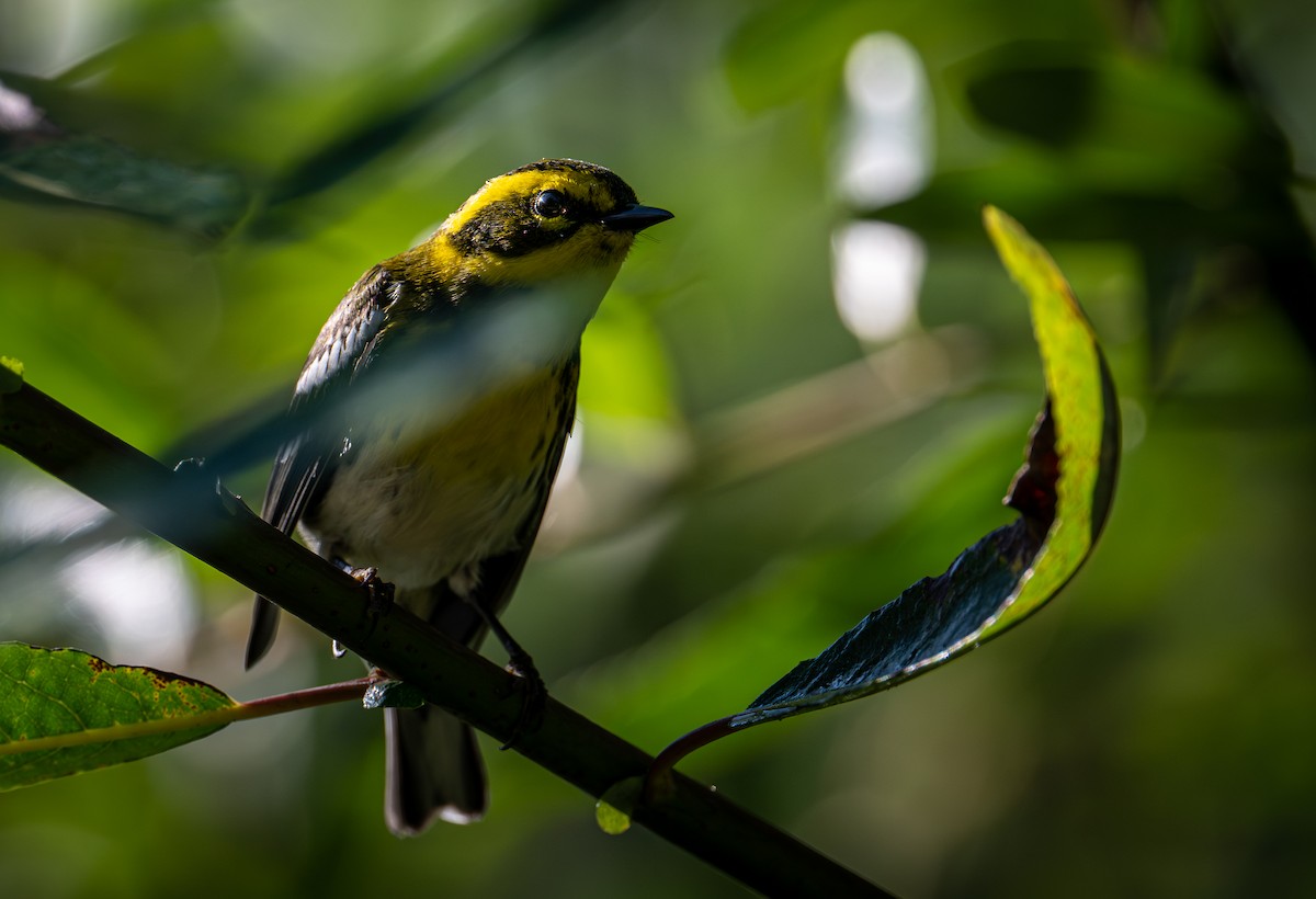 Пісняр-лісовик західний - ML644577318