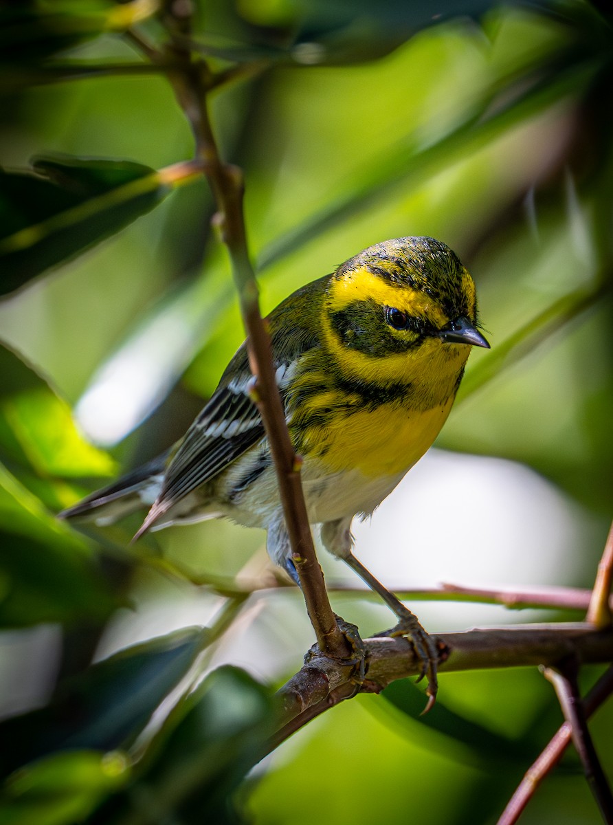 Пісняр-лісовик західний - ML644577319