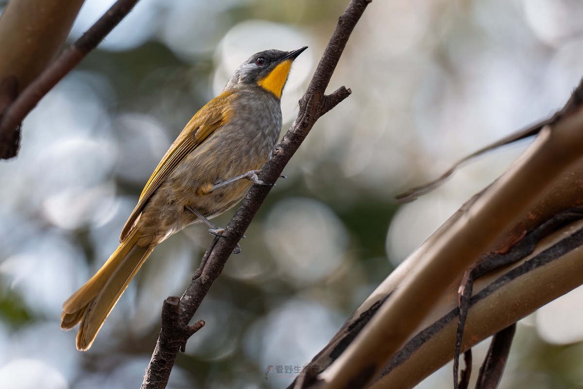 Yellow-throated Honeyeater - ML644577320