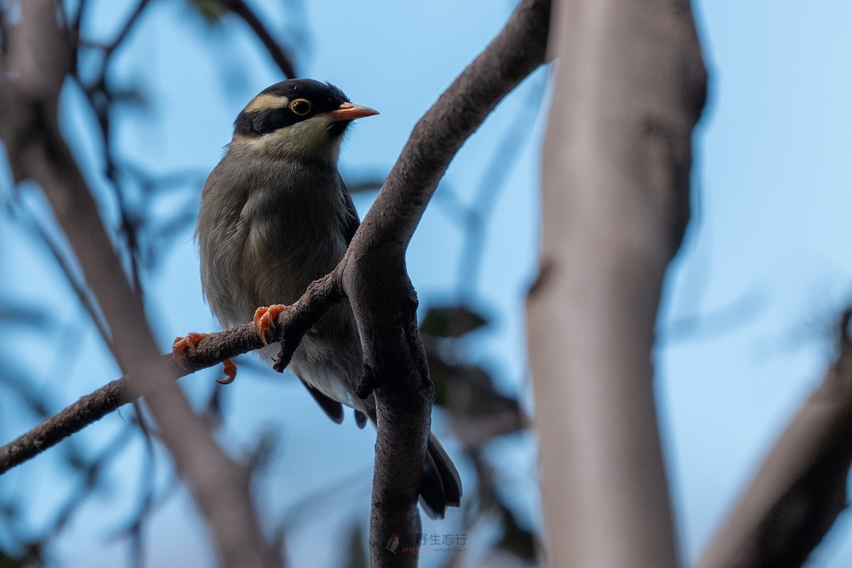 Strong-billed Honeyeater - ML644577325