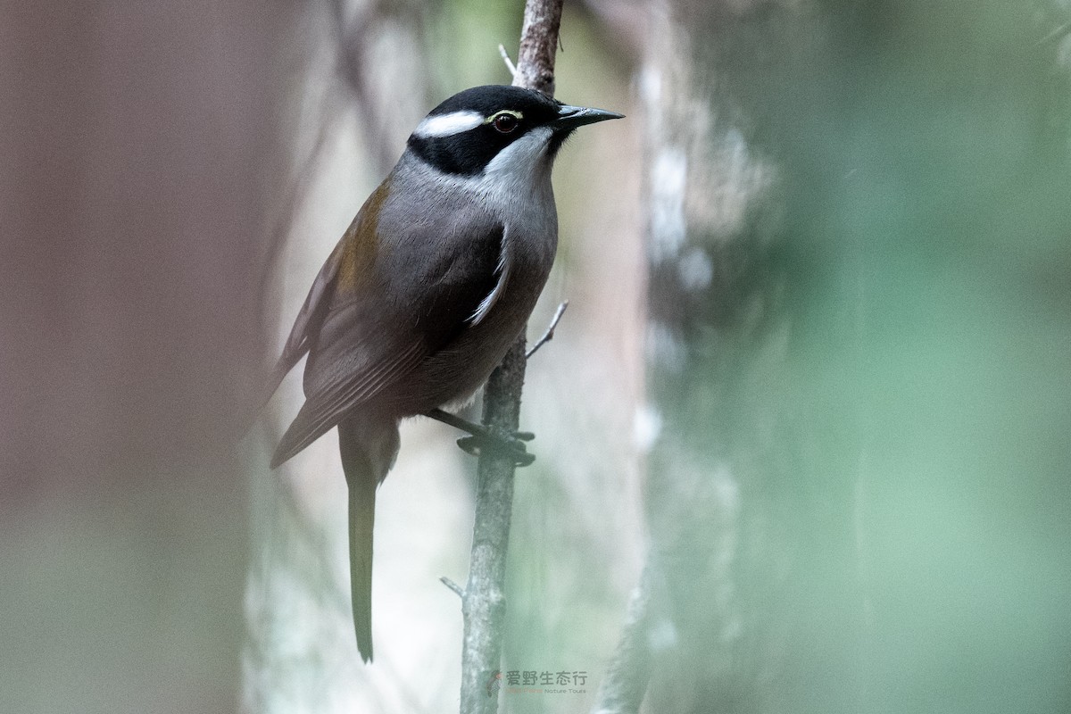 Strong-billed Honeyeater - ML644577326