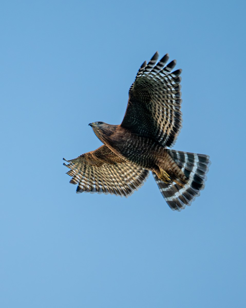 Red-shouldered Hawk - ML644577327