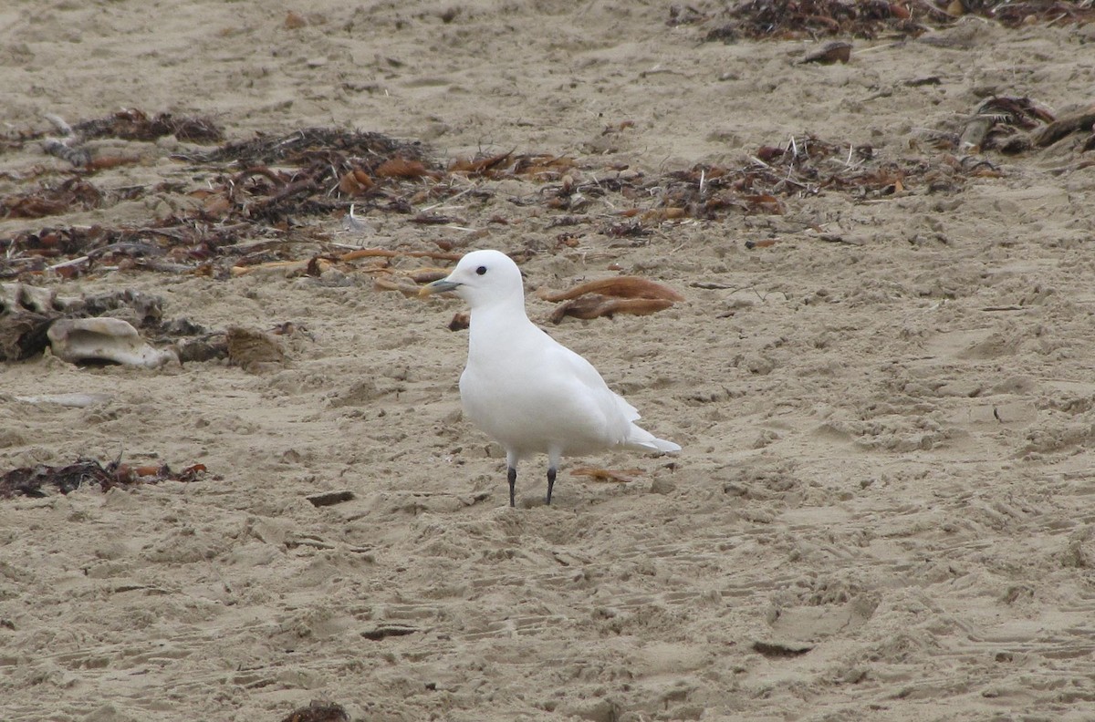 Gabbiano eburneo - ML644577331