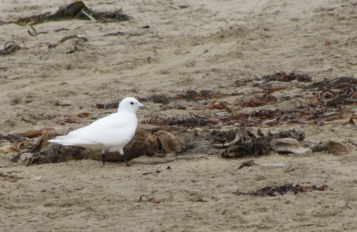 Gabbiano eburneo - ML644577332