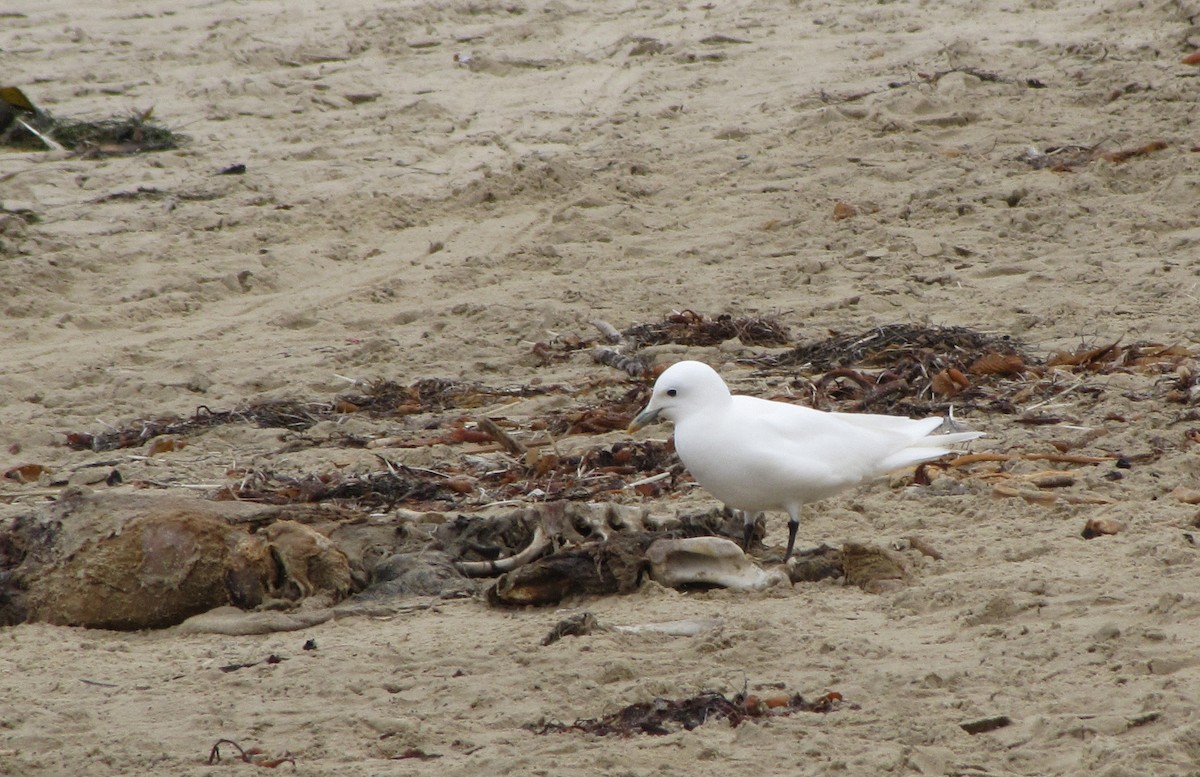 Gabbiano eburneo - ML644577333