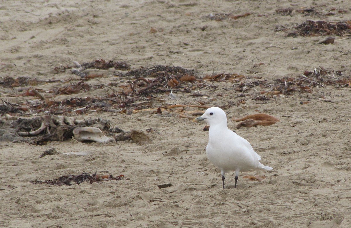 Gabbiano eburneo - ML644577334