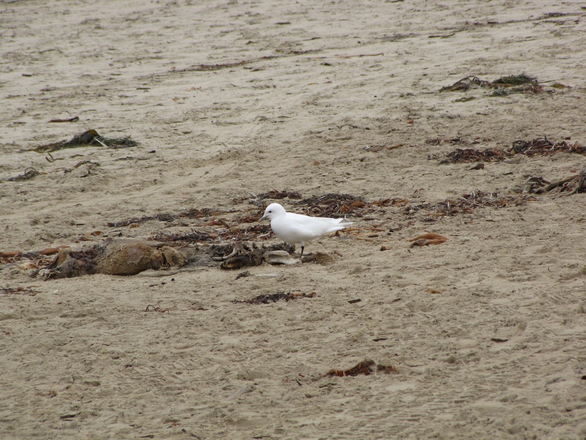 Gabbiano eburneo - ML644577335