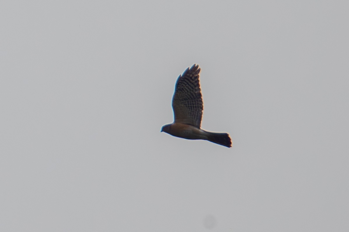 Japanese Sparrowhawk - ML644577340