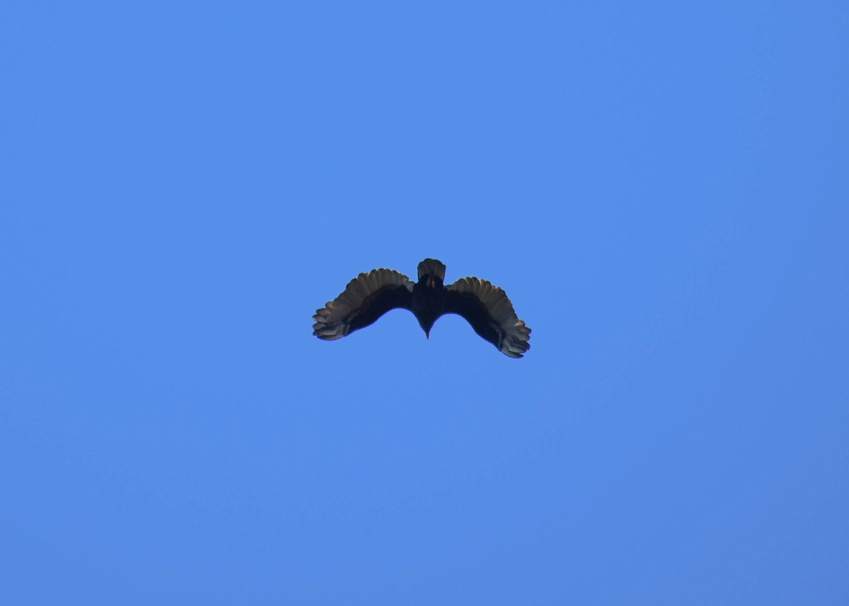 Urubu à tête rouge - ML644577350