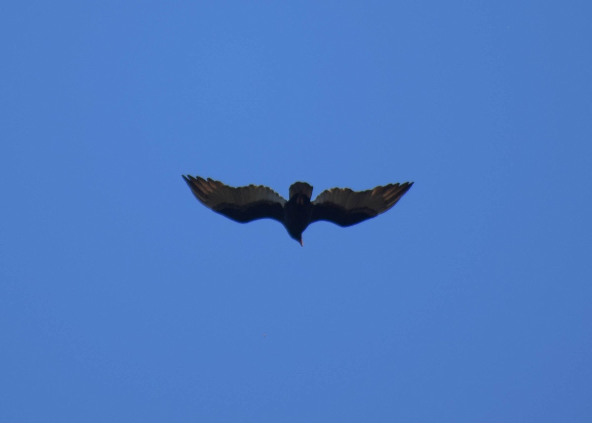 Urubu à tête rouge - ML644577351