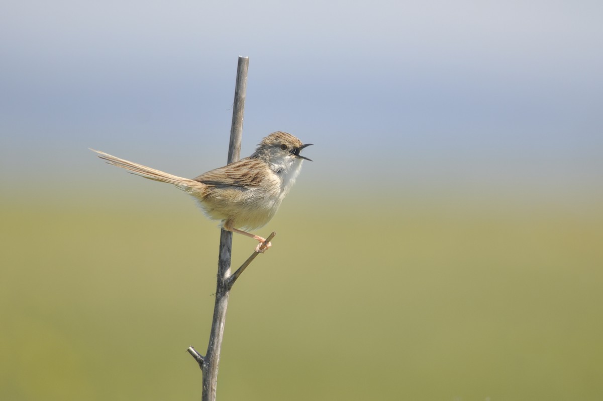 Prinia fina - ML644577352