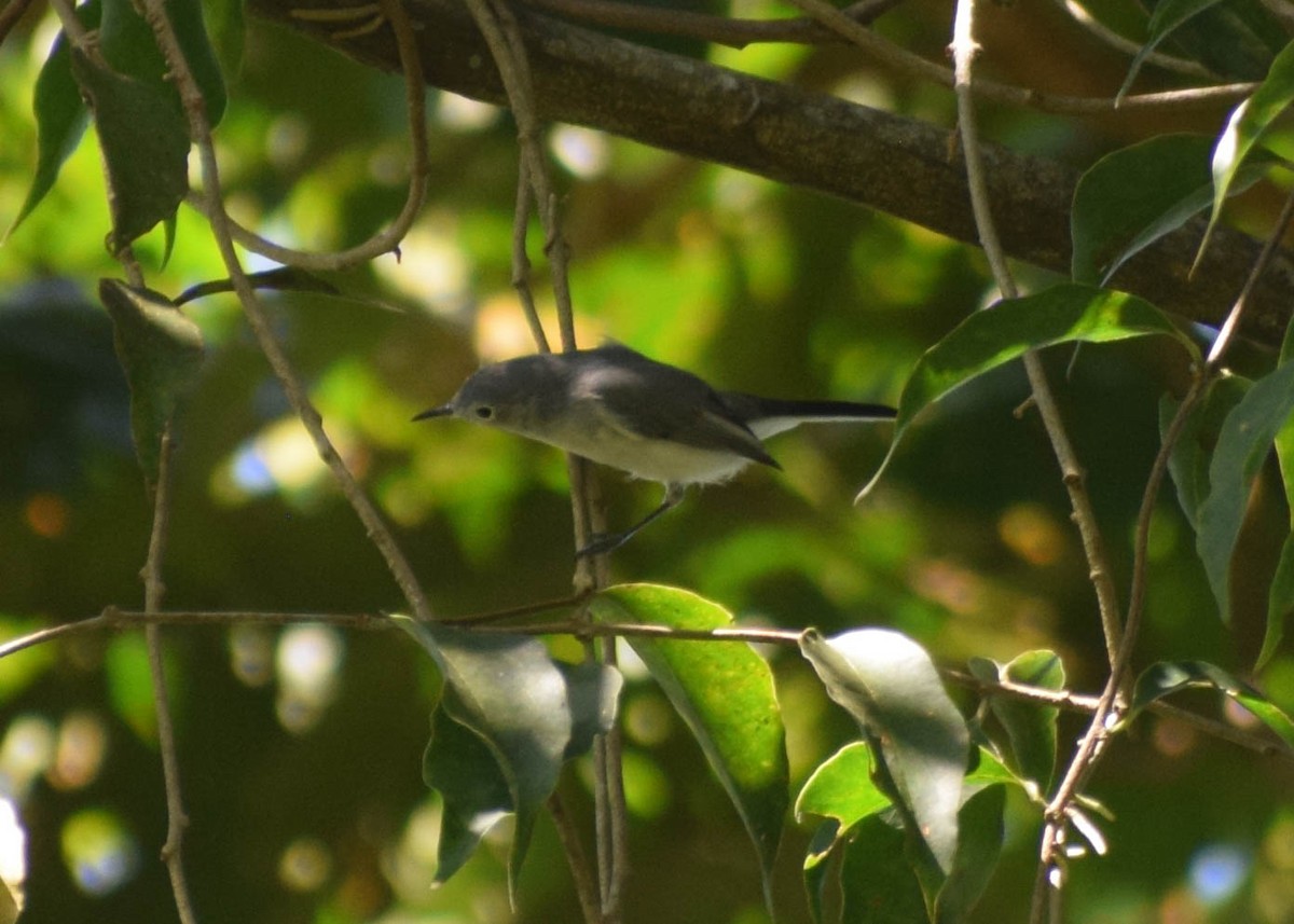 Blue-gray Gnatcatcher - ML644577353