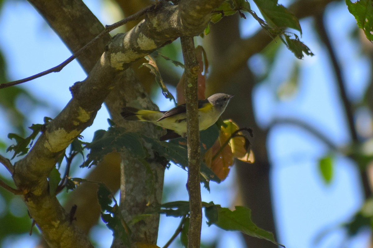 Kızıl Kuyruklu Ötleğen - ML644577355