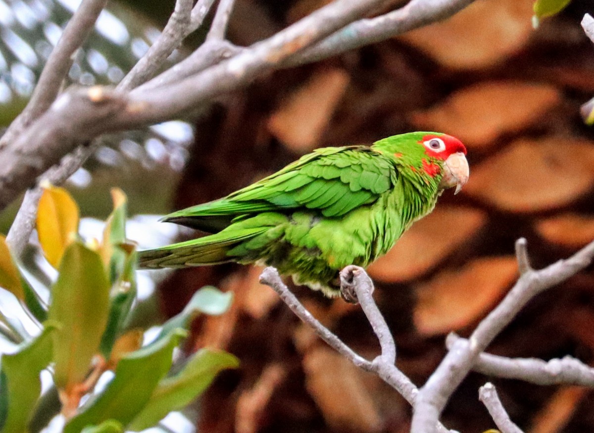 Alev Başlıklı Papağan - ML644577357