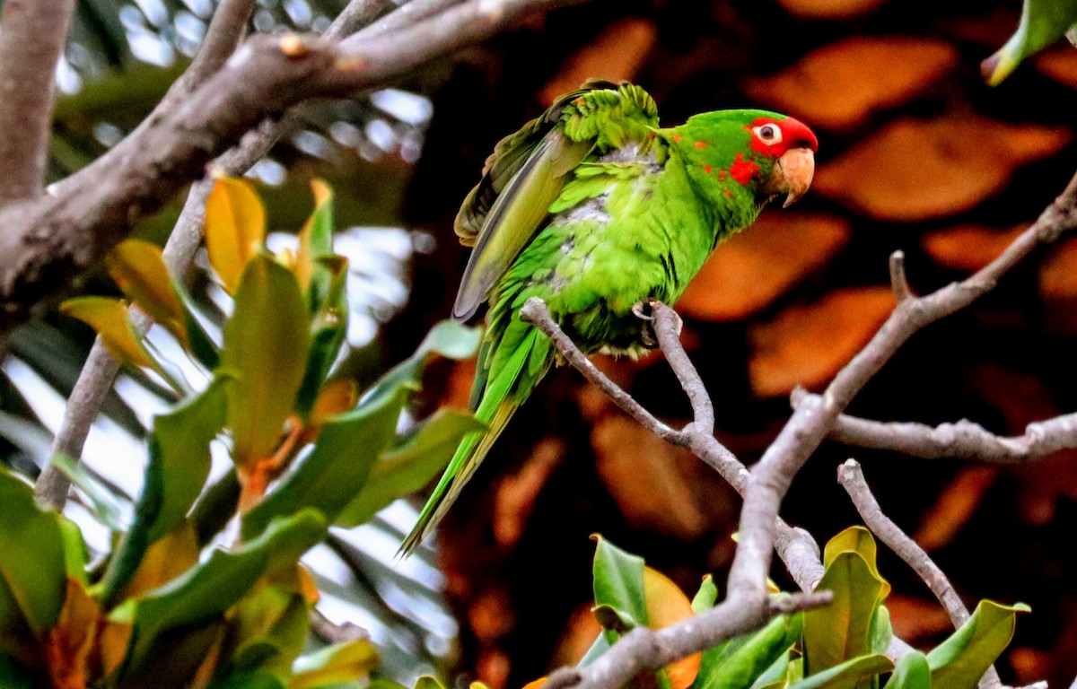 Alev Başlıklı Papağan - ML644577358