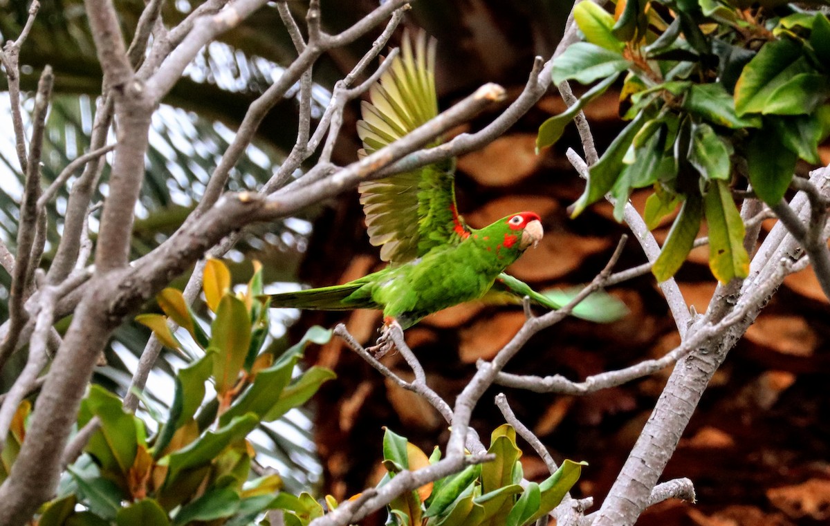 Alev Başlıklı Papağan - ML644577359