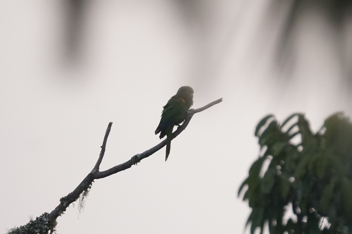 santamartaparakitt - ML644577362