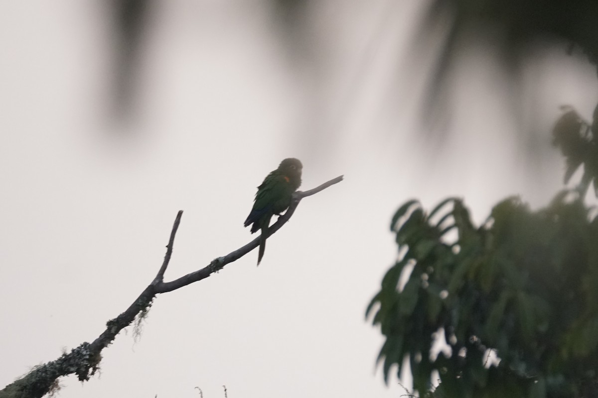 santamartaparakitt - ML644577363