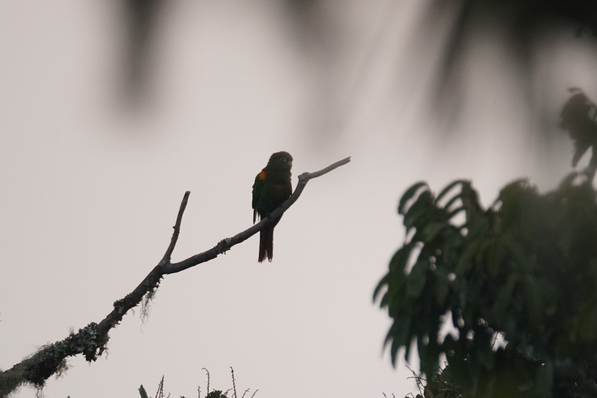 santamartaparakitt - ML644577364