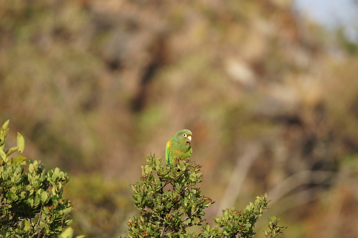 santamartaparakitt - ML644577370