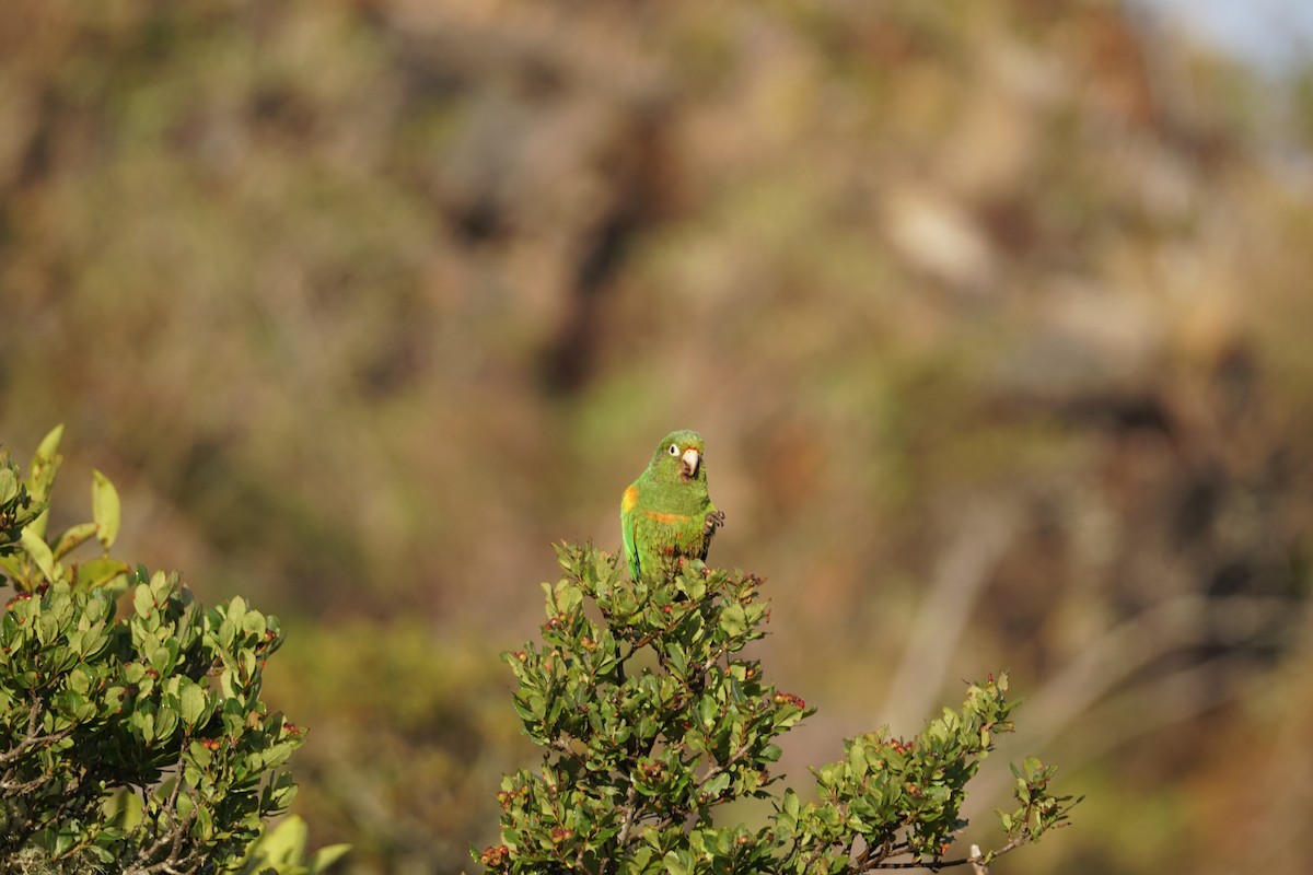 santamartaparakitt - ML644577371