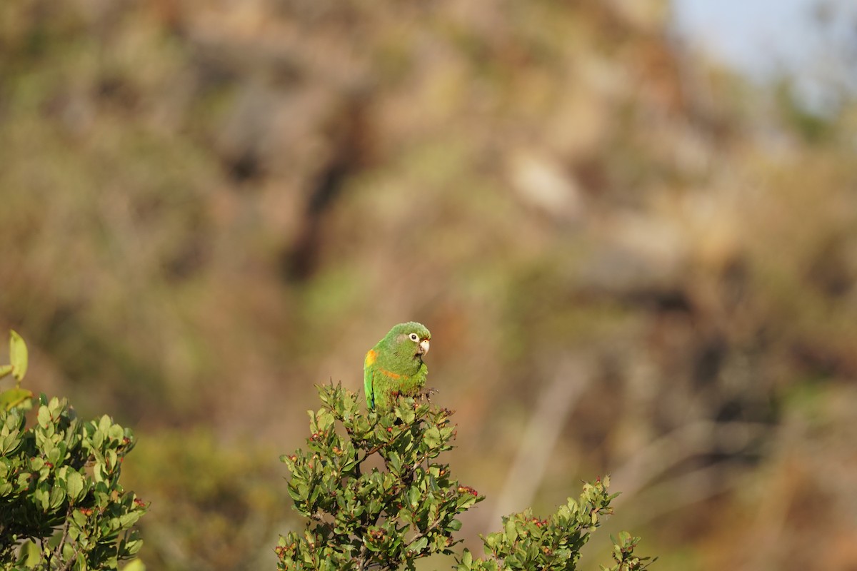 santamartaparakitt - ML644577373