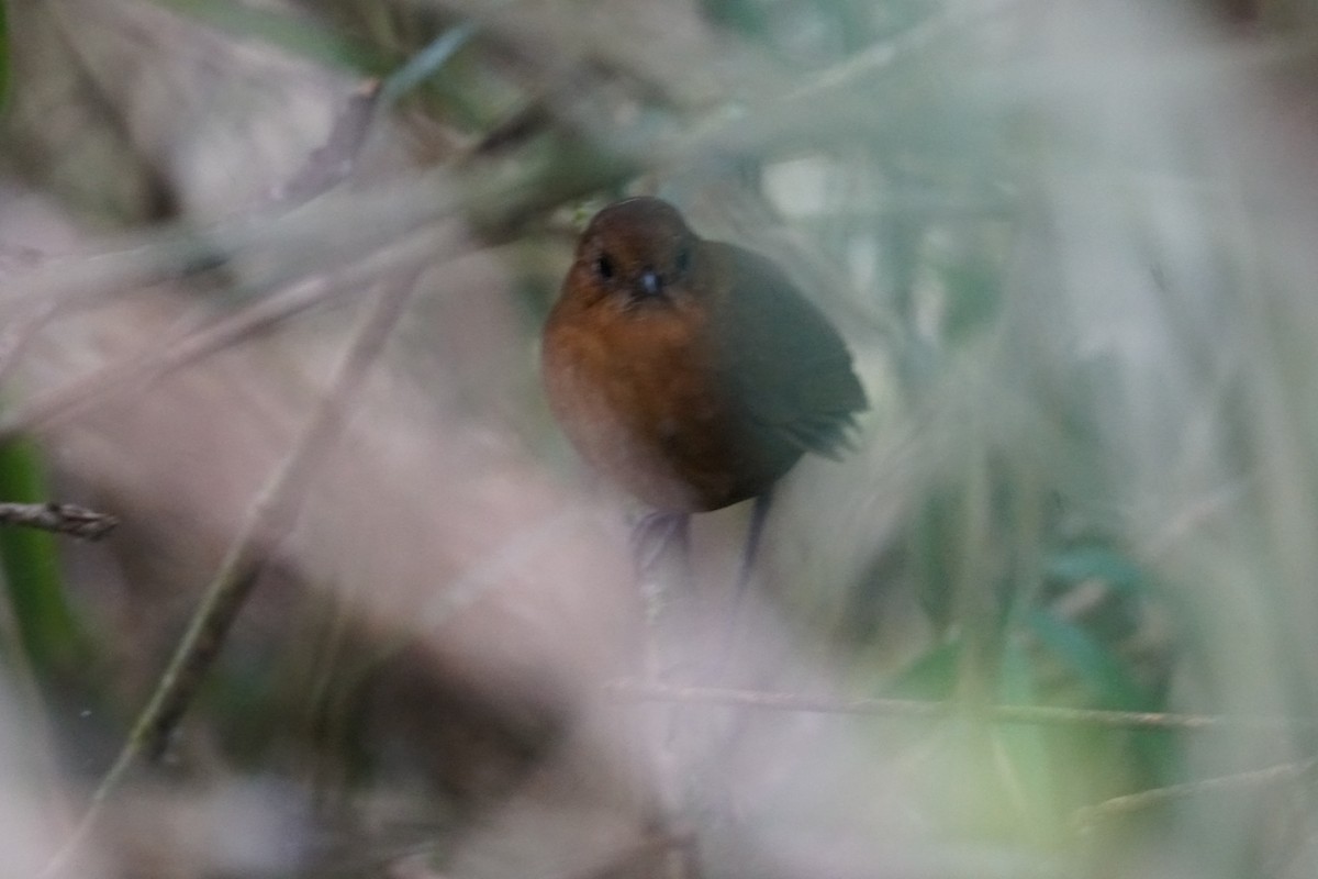 Sierra Nevada Antpitta - ML644577374