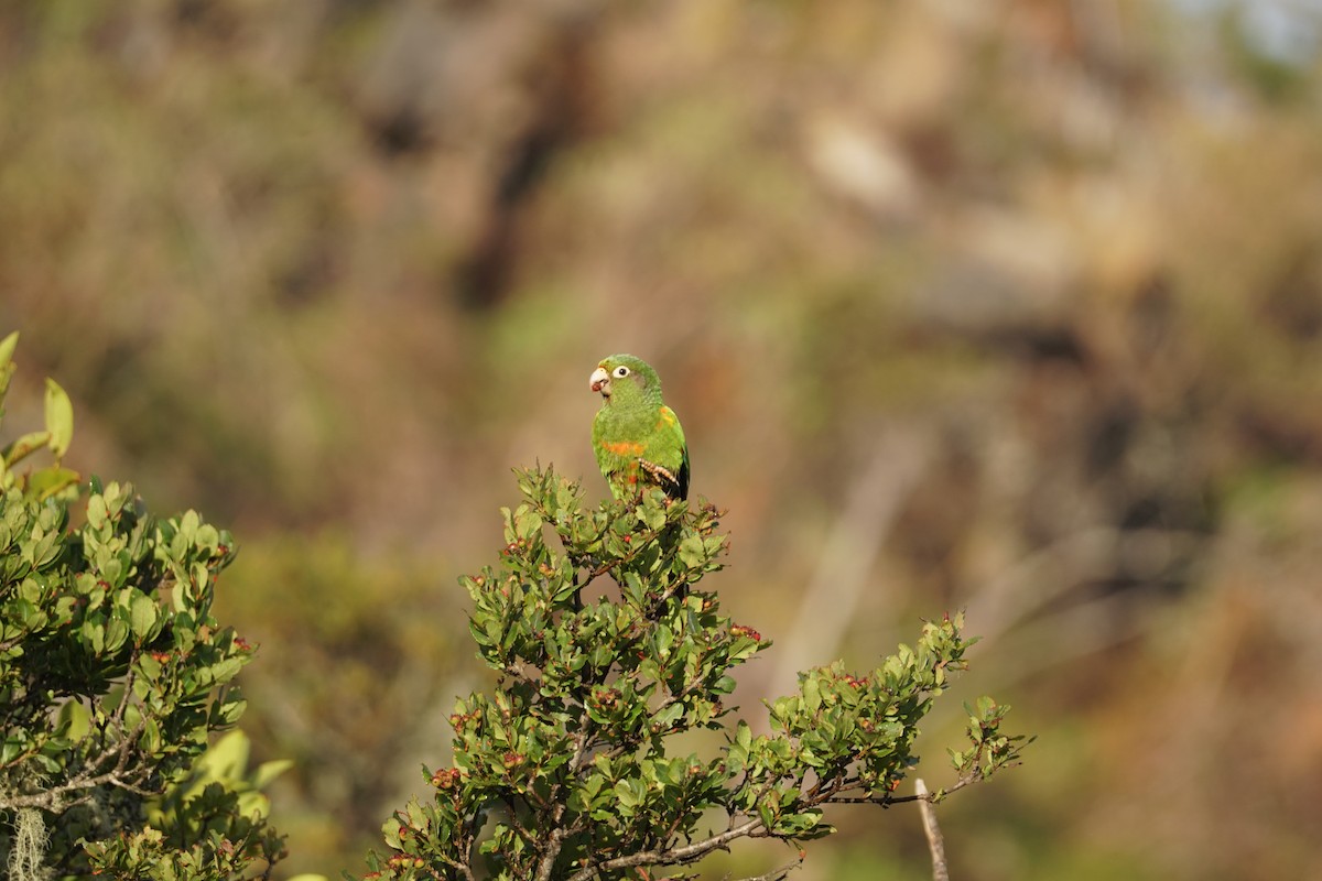 santamartaparakitt - ML644577376