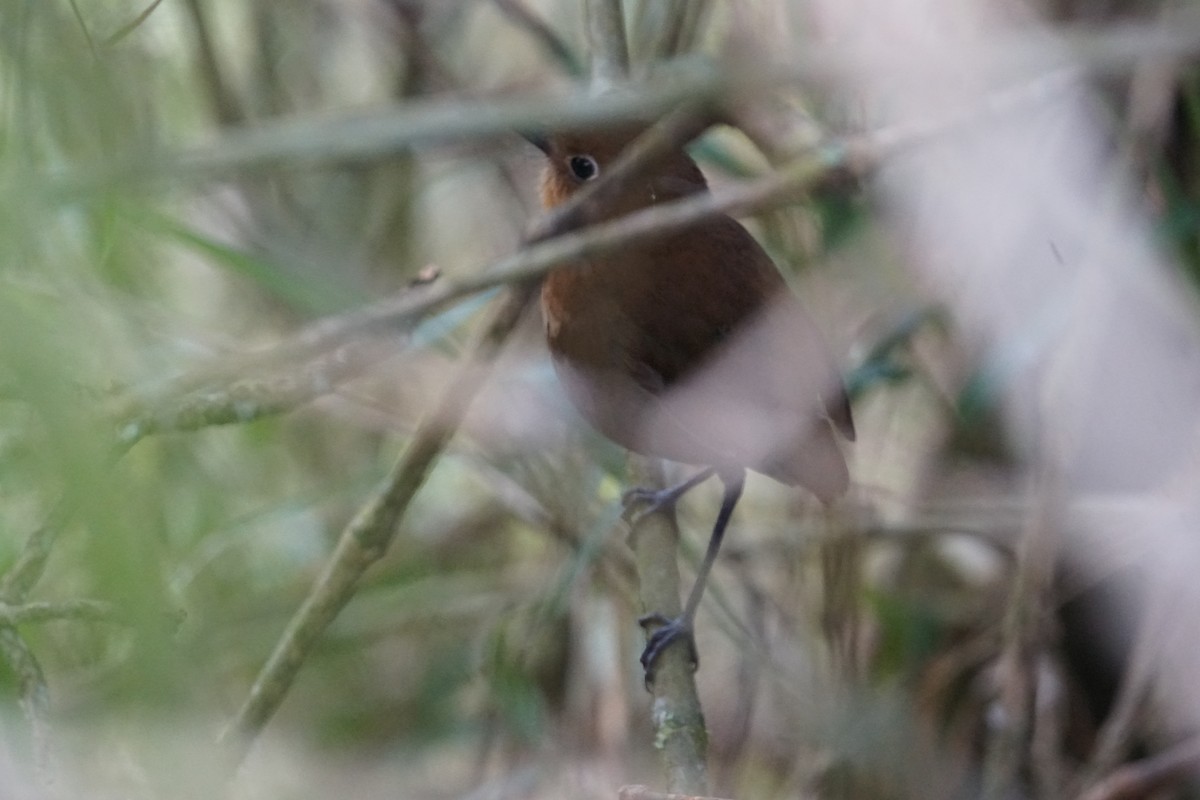 Sierra Nevada Antpitta - ML644577377