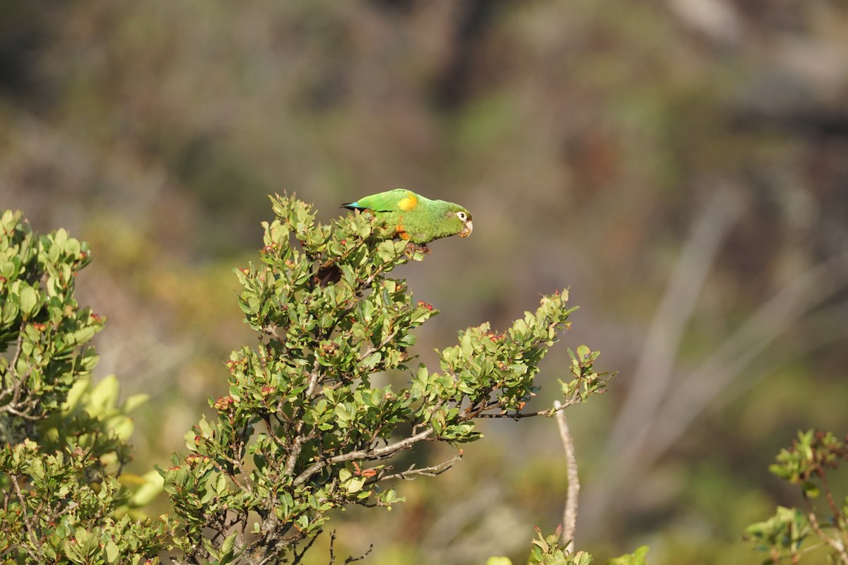 santamartaparakitt - ML644577378