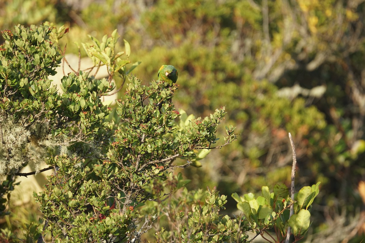 santamartaparakitt - ML644577380