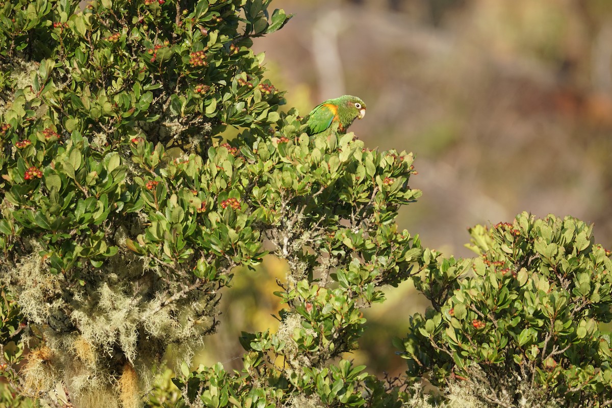 santamartaparakitt - ML644577381