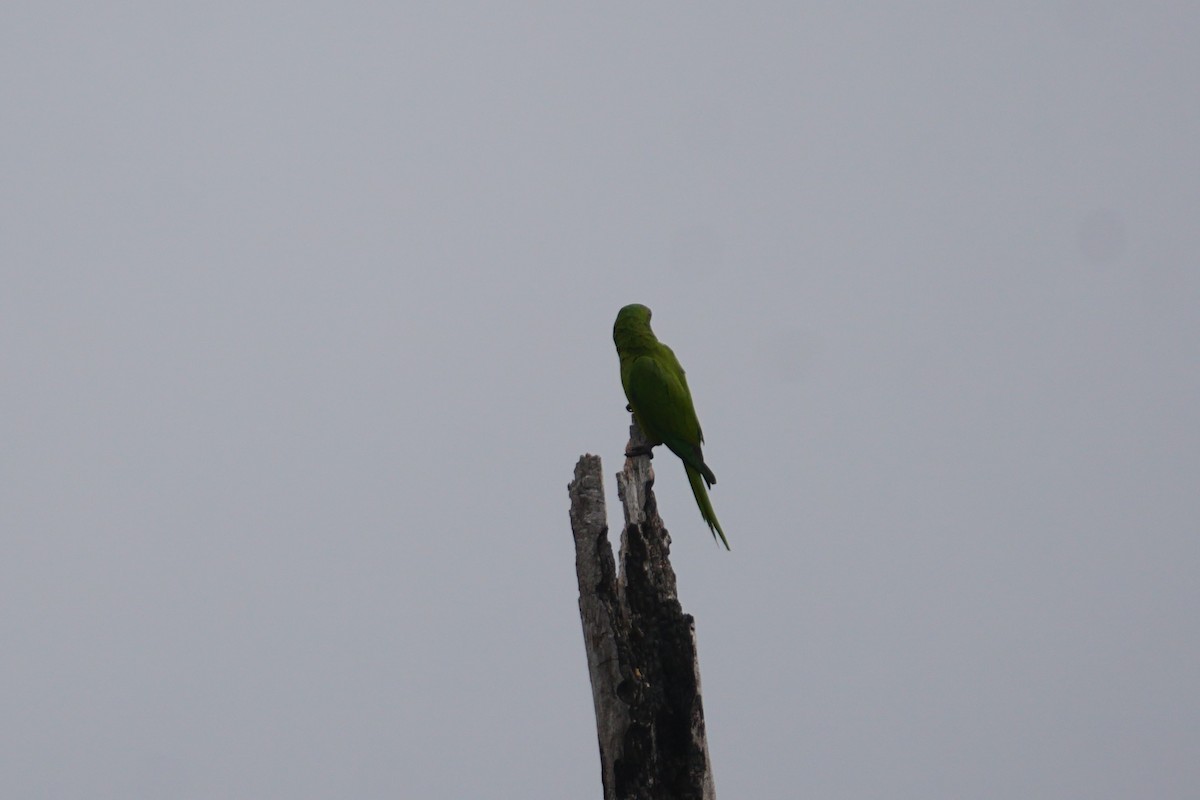 Conure de Wagler - ML644577383