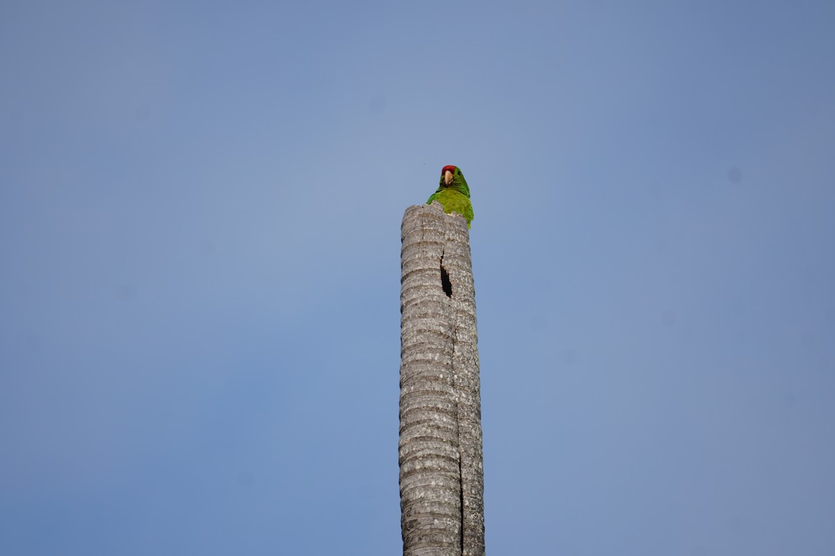 Conure de Wagler - ML644577384