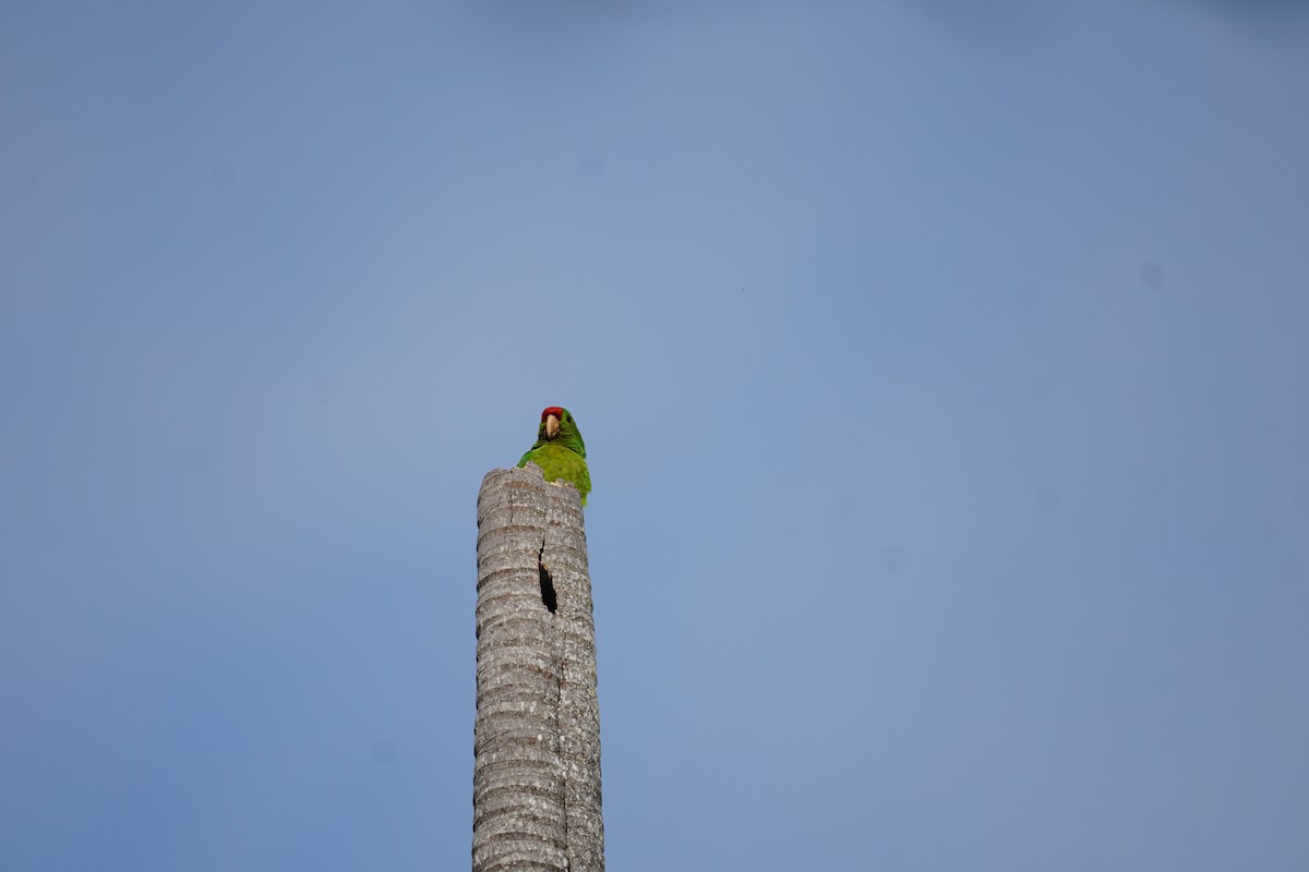 Conure de Wagler - ML644577385