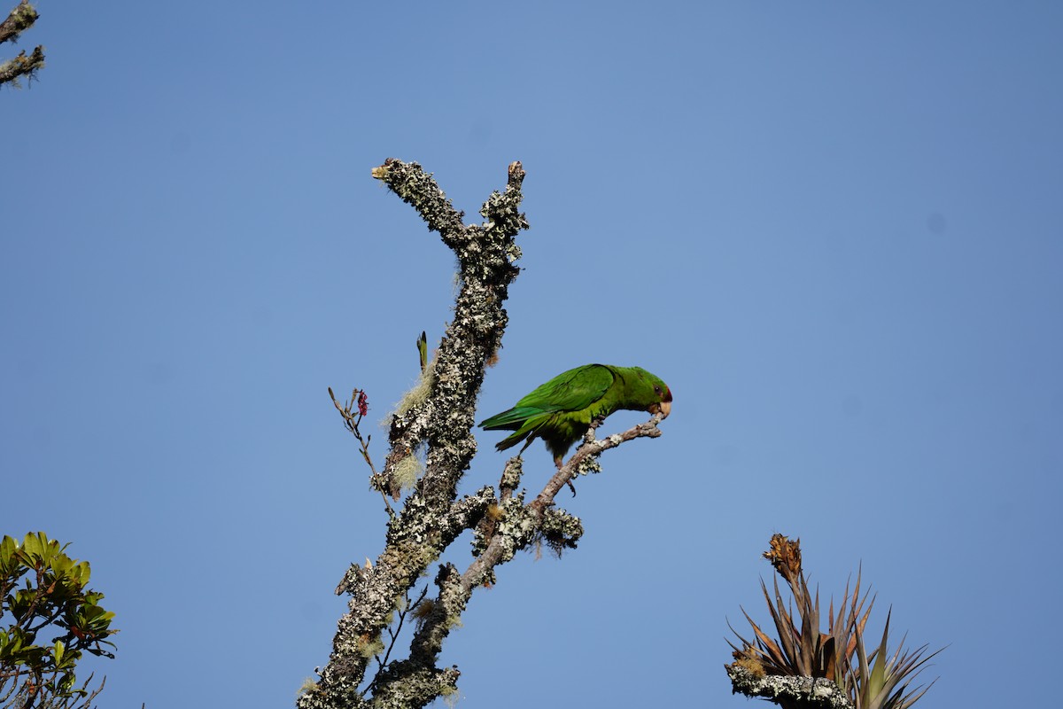 Conure de Wagler - ML644577386