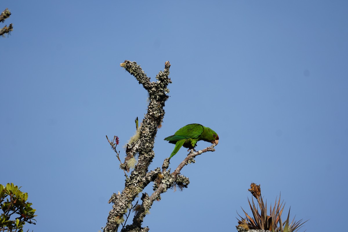 Conure de Wagler - ML644577387