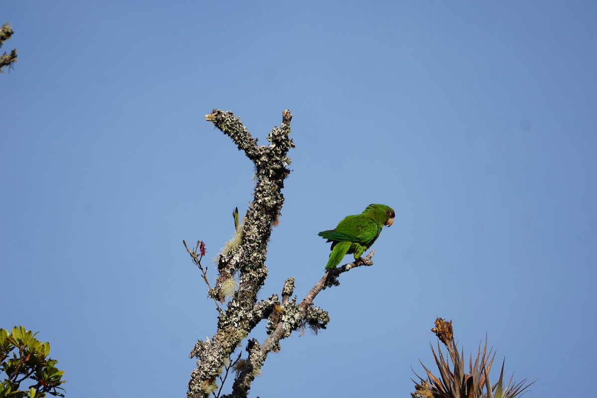 Conure de Wagler - ML644577388