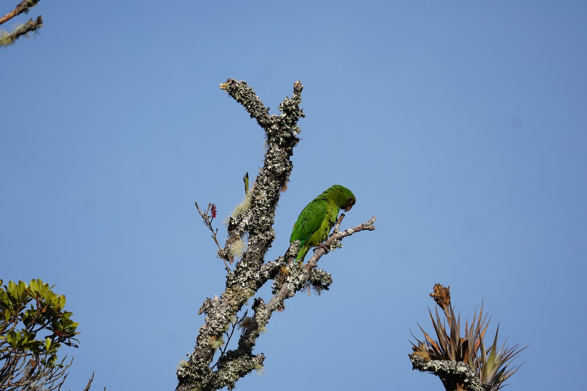 Conure de Wagler - ML644577389