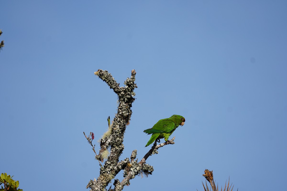 Conure de Wagler - ML644577390