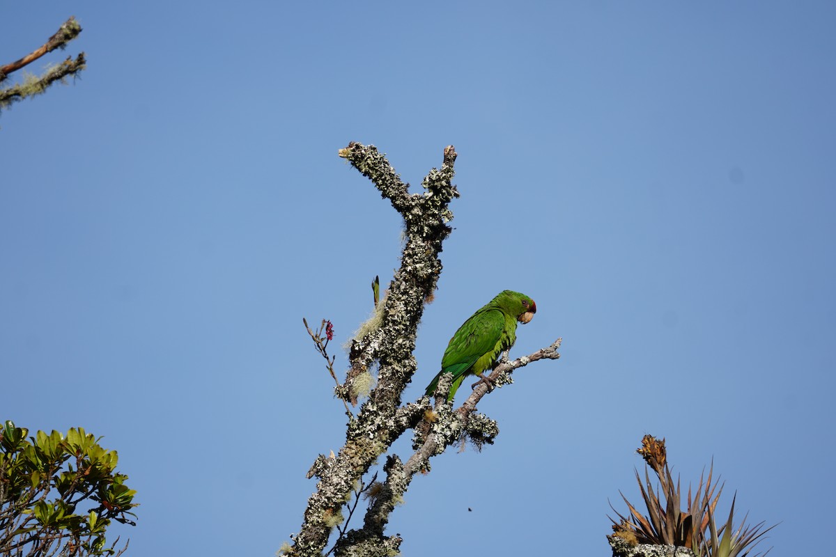 Conure de Wagler - ML644577391