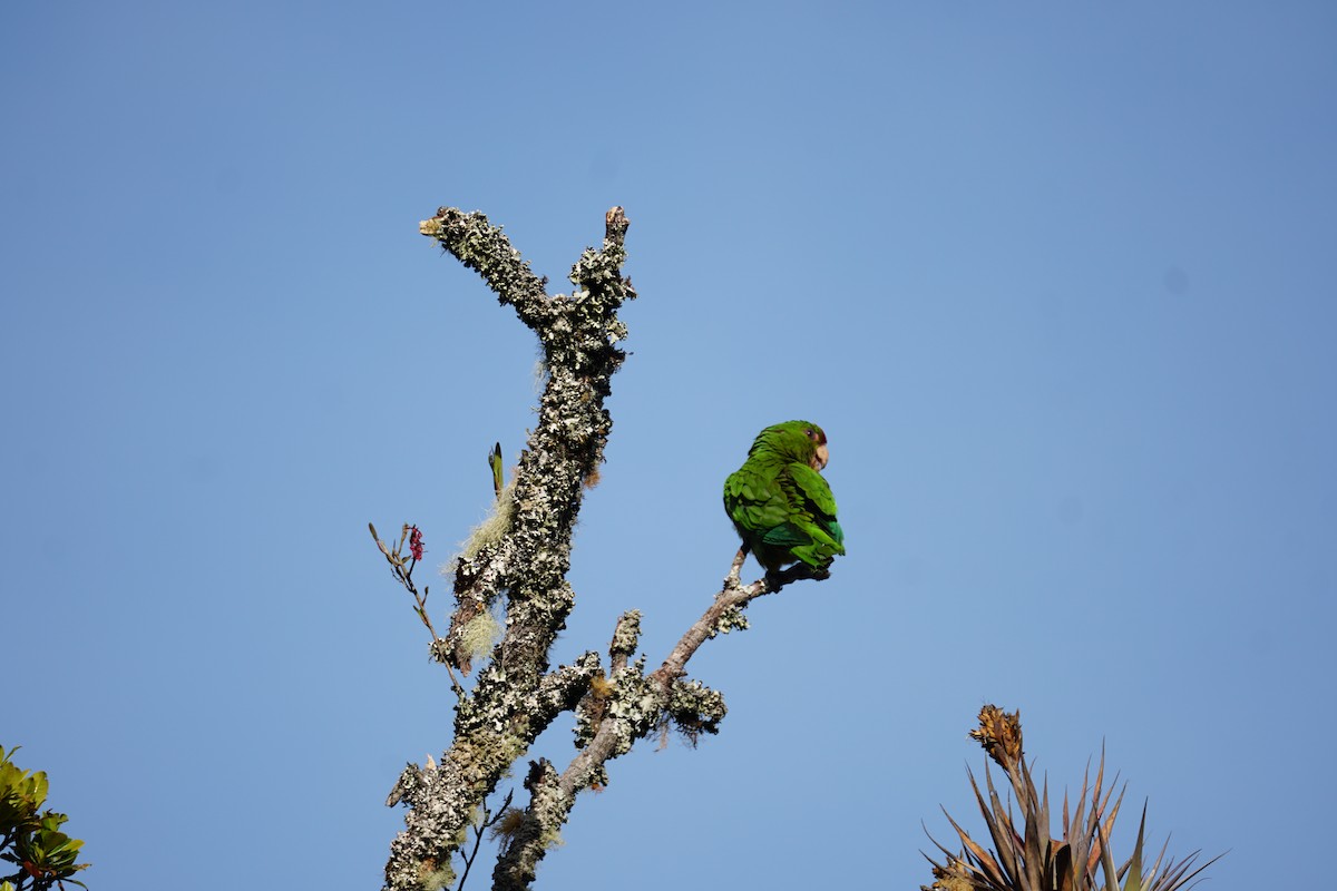 Conure de Wagler - ML644577392