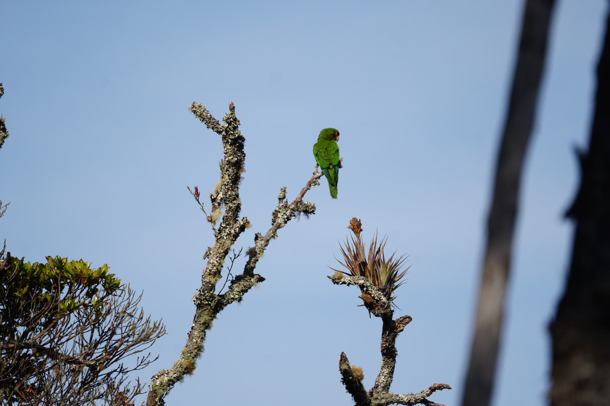 Conure de Wagler - ML644577393