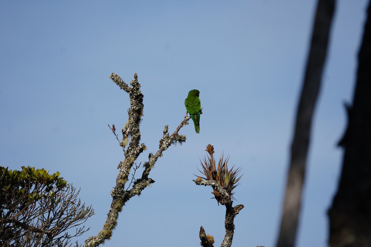 Conure de Wagler - ML644577395