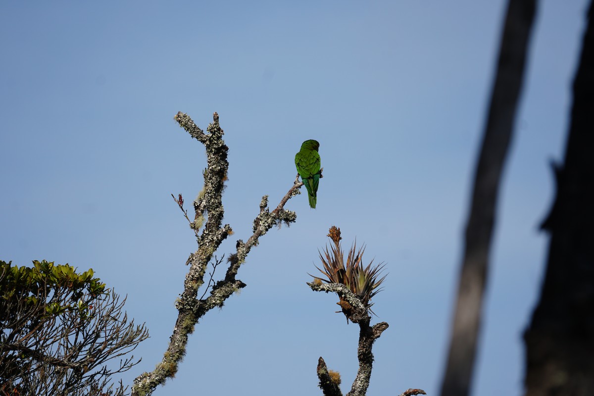 Conure de Wagler - ML644577396