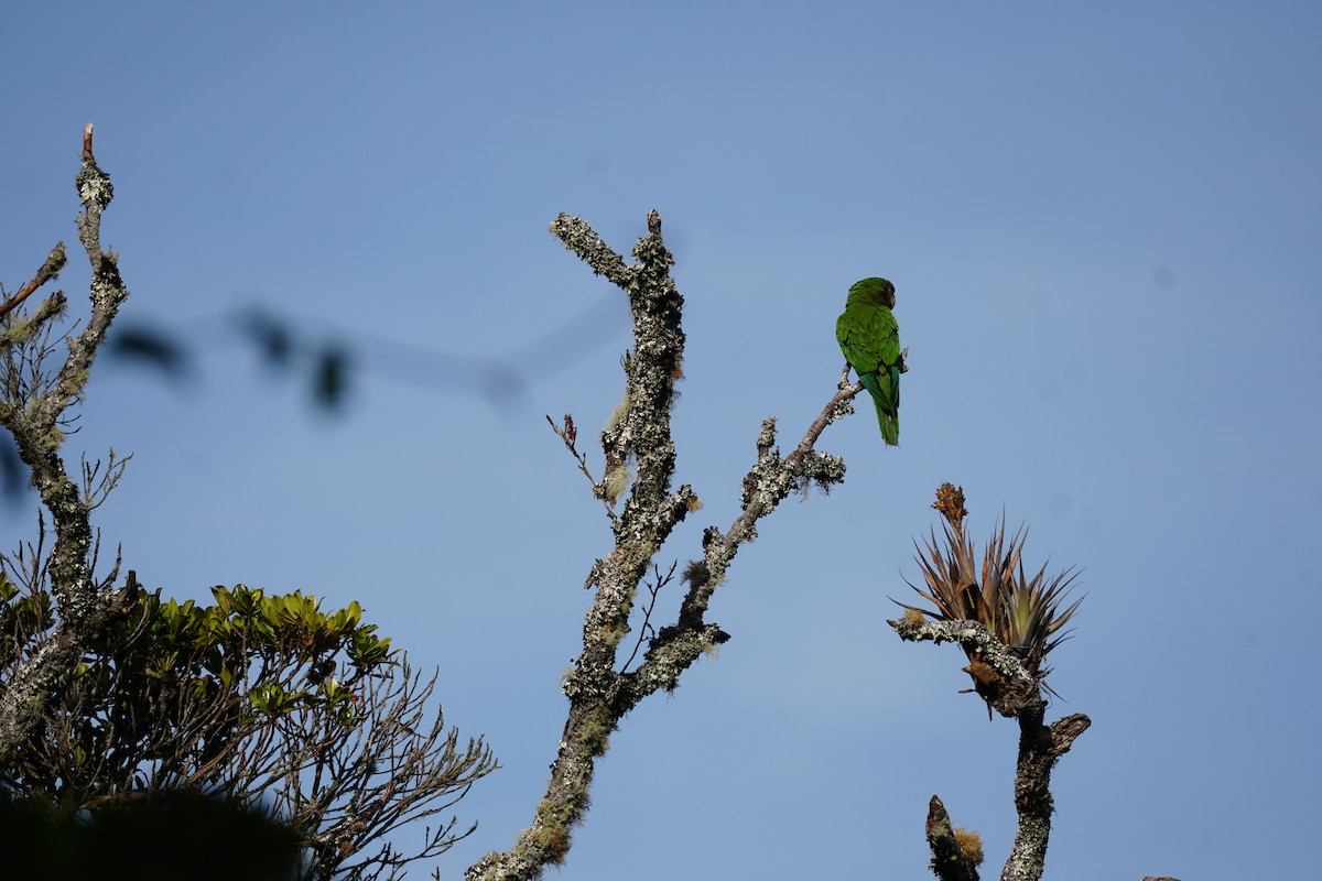 Conure de Wagler - ML644577398